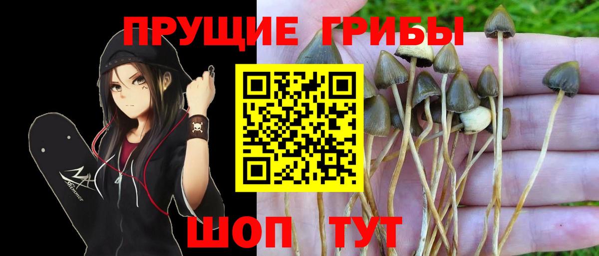 Псилоцибиновые грибы Psilocybine cubensis  Вход с VPN  Балашов  Галлюциногенные грибы Magic Shrooms 